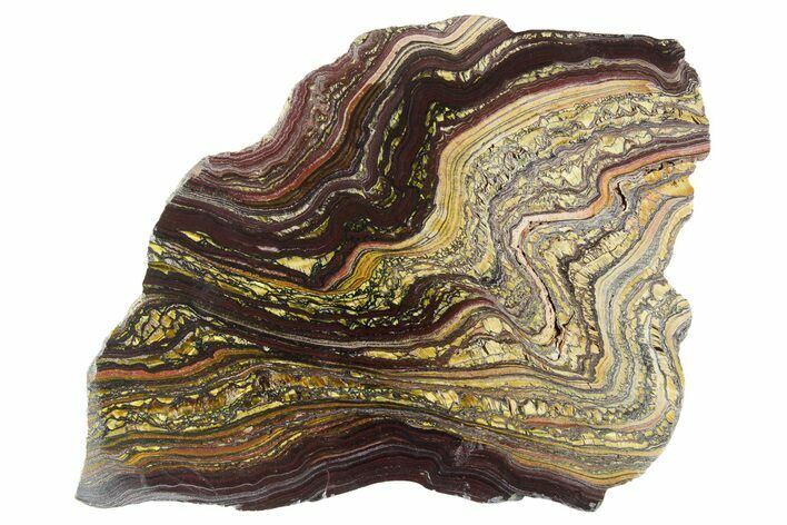 Polished Tiger Iron Stromatolite Slab - Billion Years #351877